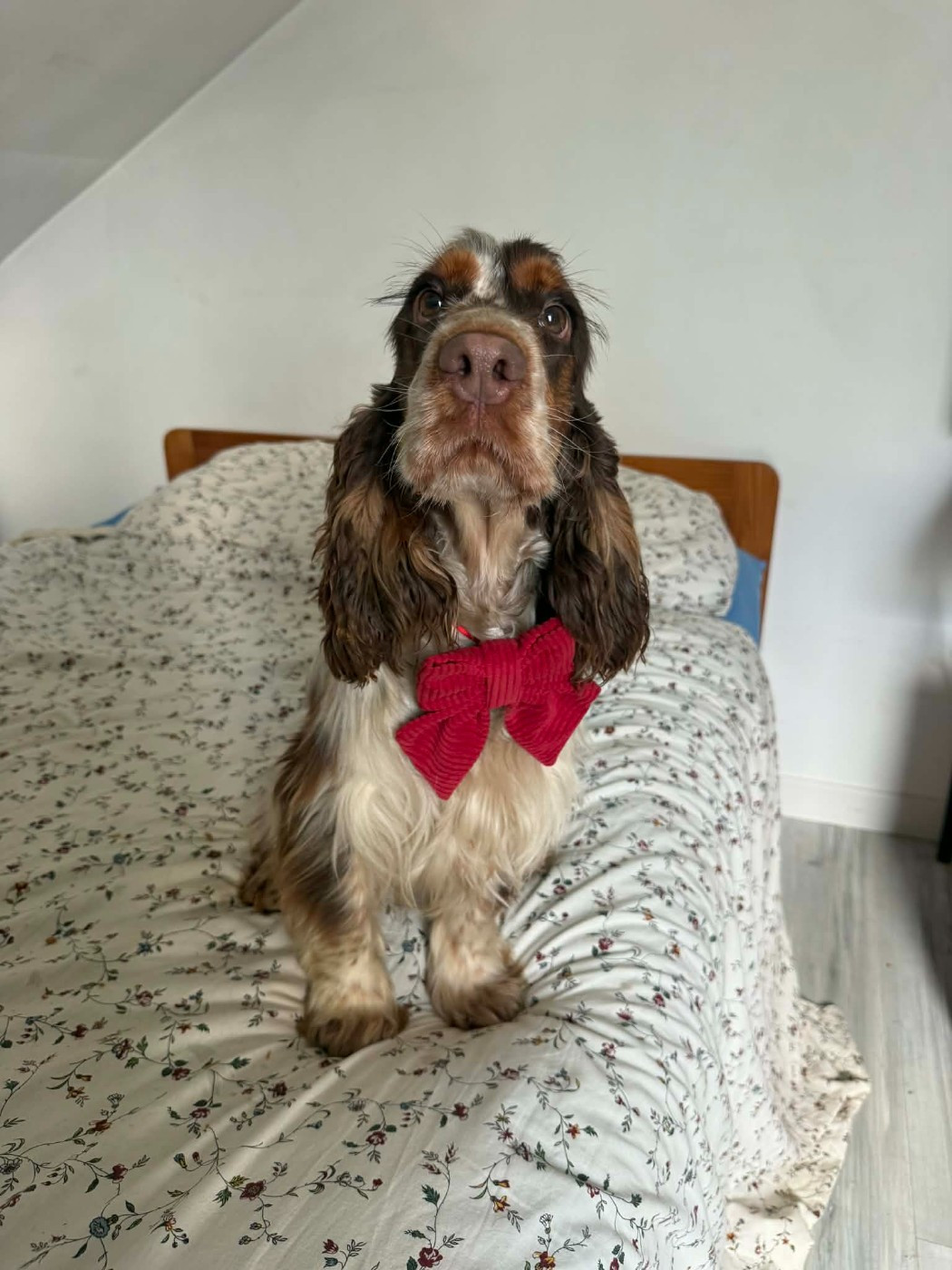 Vesuve dit venus de la vignelais