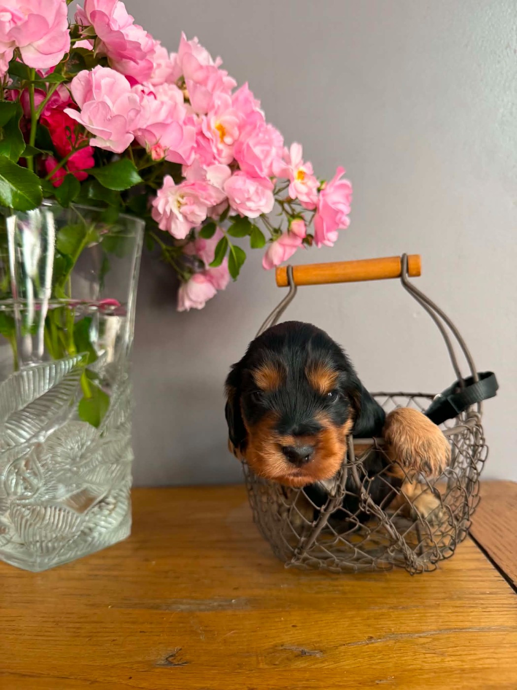 Du Camelia Eternel - Chiots disponibles - Cocker Spaniel Anglais